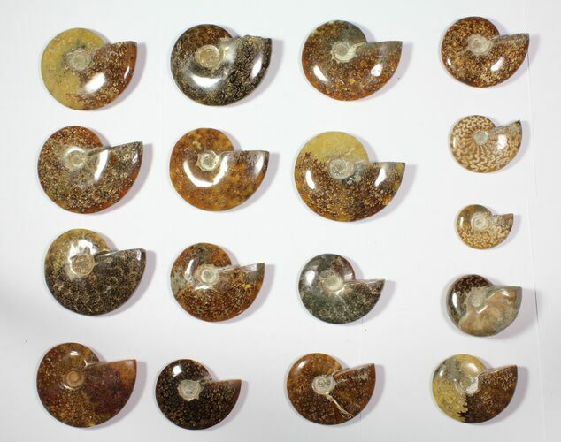 Lot: - Polished Whole Ammonite Fossils - Pieces #116608